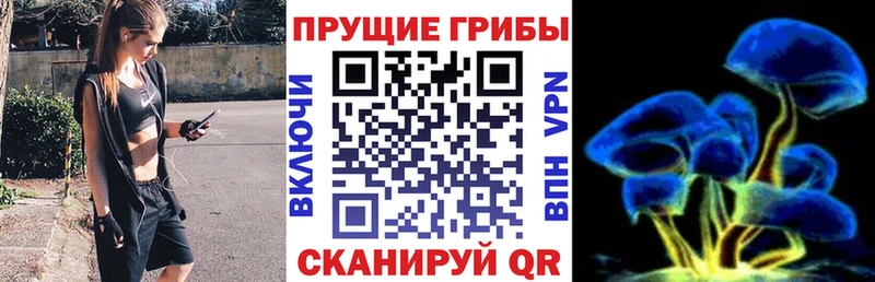 продажа наркотиков  Дербент  Галлюциногенные грибы Psilocybe 